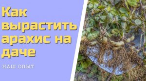 КАК ВЫРАСТИТЬ АРАХИС на даче в открытом грунте, свой арахис сбор урожая