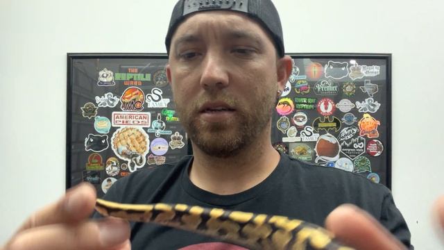 20% off all snakes this week! We have to make room for new ball python hatchlings!