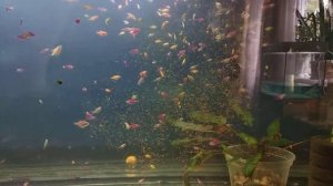 1000 тернеций glofish на рыборазводне