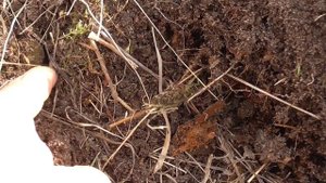 Вылазка на старую поселуху с Deus 2