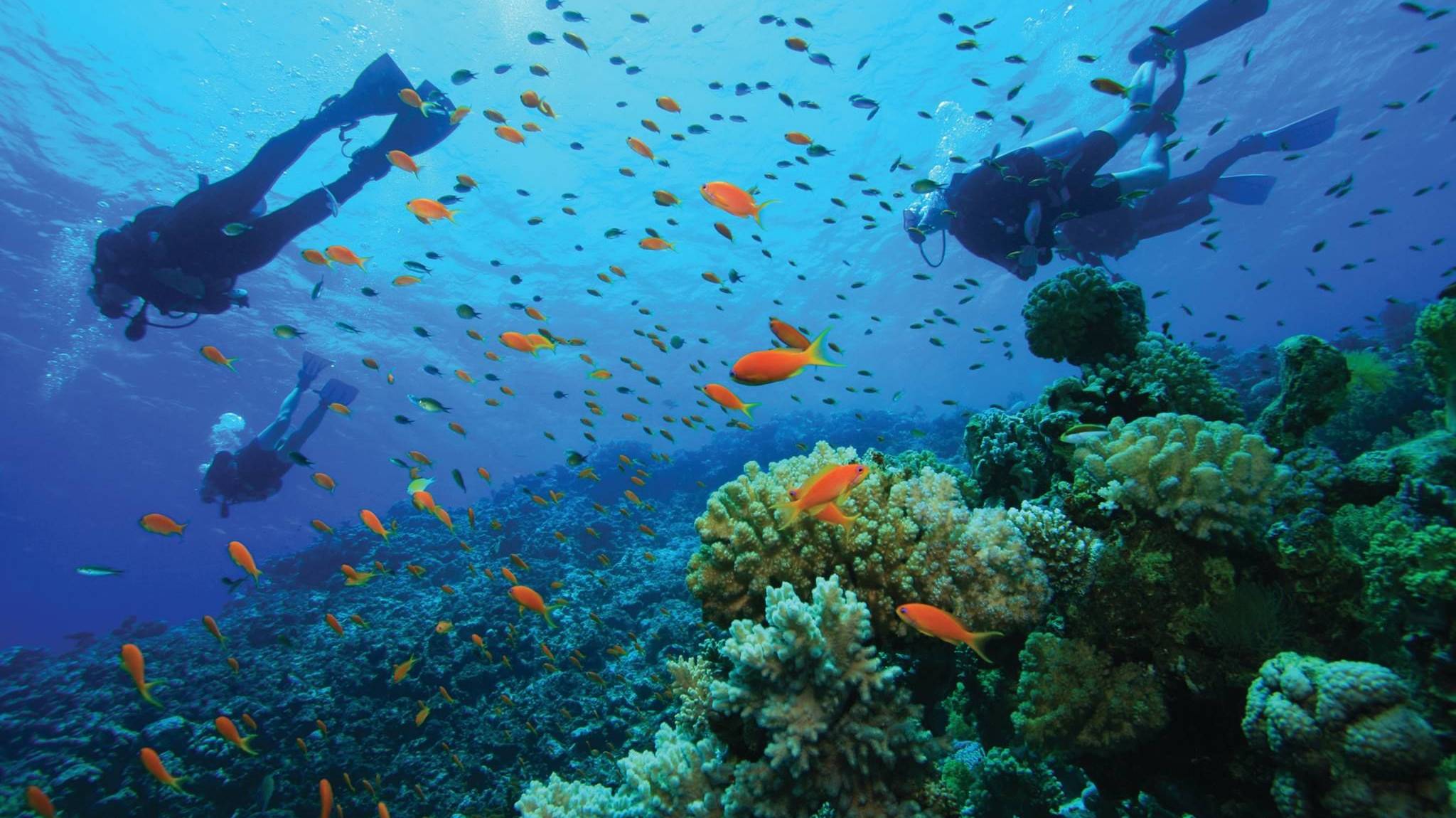 «Подводный мир Дж. Берда» Отправляемся в Египет и прокатимся на верблюдах и опустимся под воду смотреть онлайн