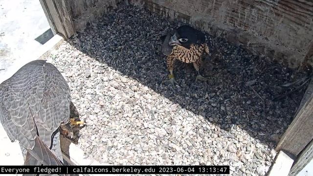 6-4-23 Zephyr walks in on Annie and Lou смотреть онлайн