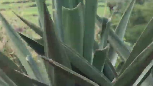 ماريا قحطان - في اغنية- ايوب طارش -محلا هواك مناضر خلابه - محافظة إب- السياني طريق صهبان ديعام смотреть онлайн