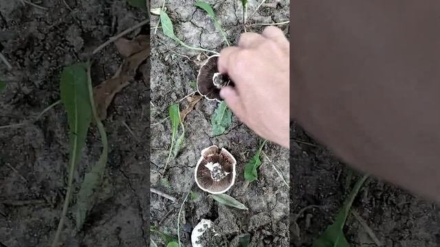 ИЩУ ГРИБЫ ШАМПИНЬОНЫ #shorts