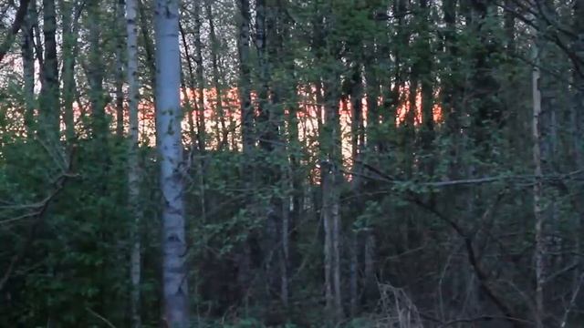 Марёвский соловей вечерняя зорька смотреть онлайн