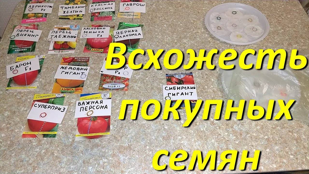 Проверяем Всхожесть Покупных Семян Томатов В Домашних Условиях