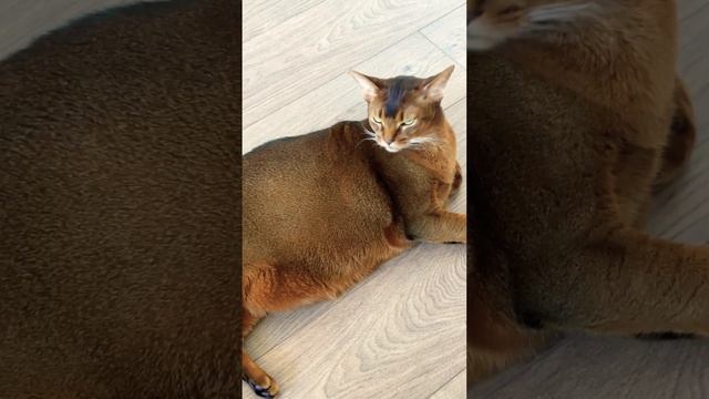 ВСЕМ ПРИВЕТ! ❤️ #кот #smartcat #cat #умныйкот #dreams #животные #умныекоты #котики #ум