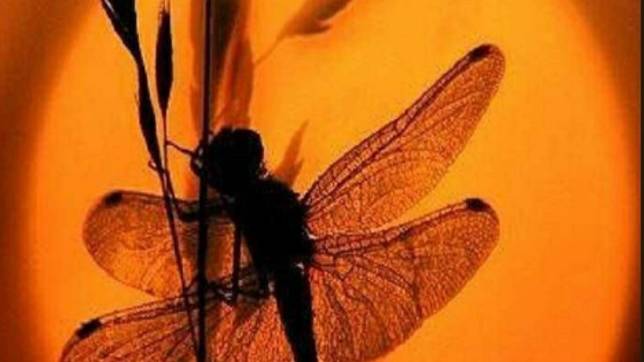 Спокойной Ночи Нежных Снов - Пожелание Доброй Ночи - Спокойной ночи девушке #спокойнойночи #добра