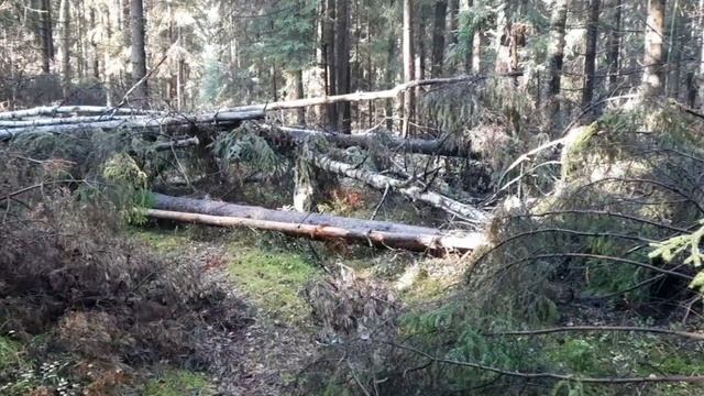 моя собака смотреть онлайн