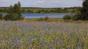 Народный хор Родники Васильковые луга