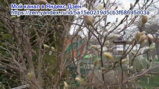 29 04 22г  Пробежка по саду  Магнолии, рододендроны, саженцы  Что цветёт и прогноз на цветение