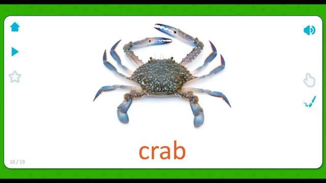 Ocean life for Kids - Sea Animals for Kids - Sea plants for Kids - Flashcards for Kids, App for kid