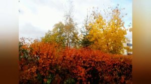 Video.Guru_20241017_155150678.mp4осень в деревне