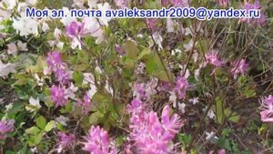 25 05 22г Цветение рододендрона канадского