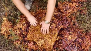 УДОБРЕНИЕ С ГРАДУСОМ: ВИНОГРАДНАЯ МЕЗГА КАК ПОДКОРМКА И НЕ ТОЛЬКО