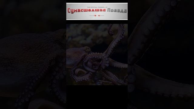 Топ 10 самых умных  животных 6 место#животные#умные#топ 10#интересно#познавательно#осьминог
