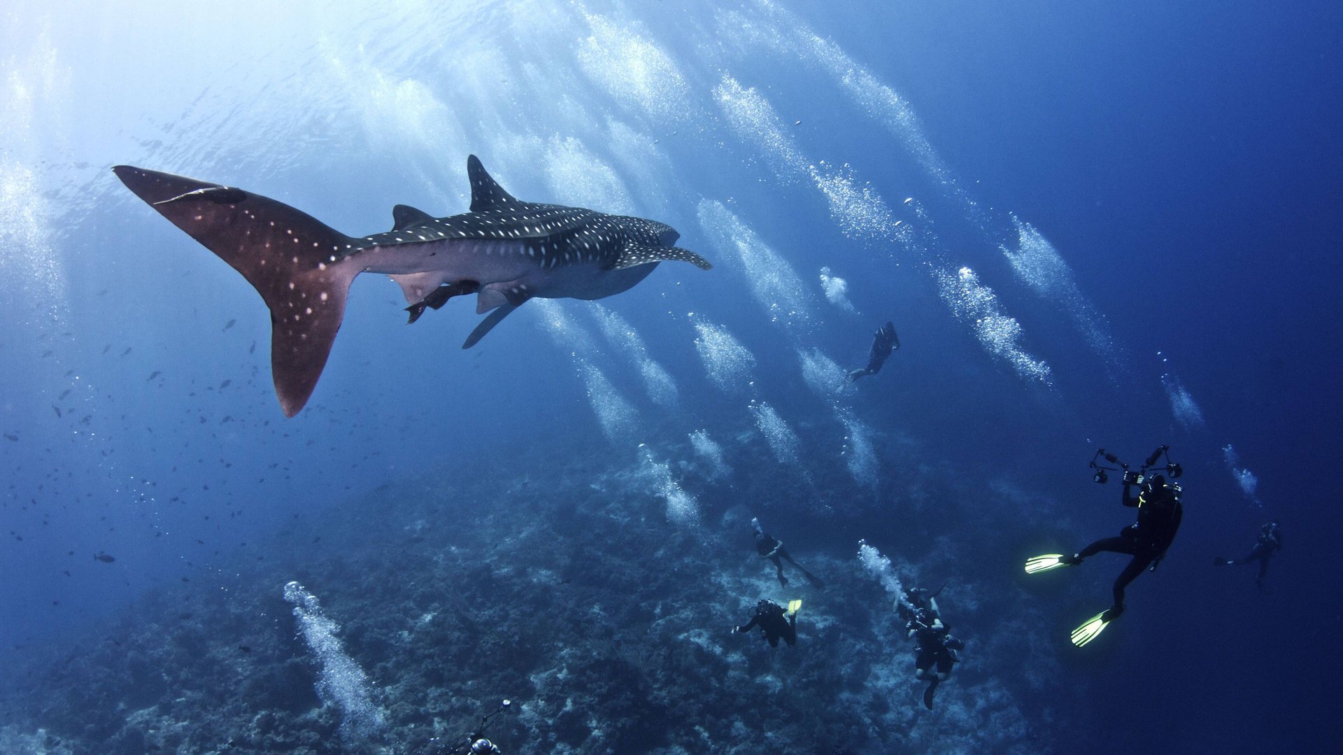 «Подводный мир Дж. Берда»  На Филиппинах. Пеннамаквен смотреть онлайн