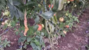 Овощи Растут. Сравнение привитого и не привитого томата.