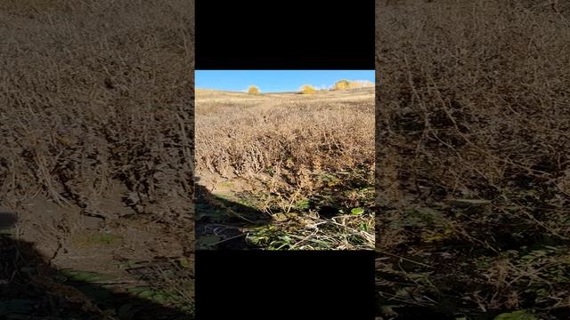 Борозды под чеснок мотоблоком