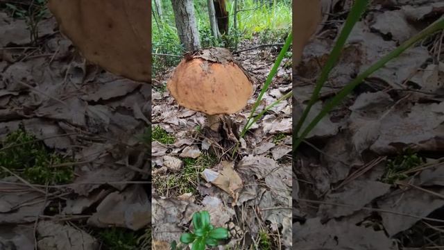 Лето. Гриб.