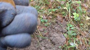 октябрьские зарисовки с Deus 2