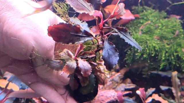 поговорим о буцефаландрах смотреть онлайн