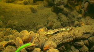 РЫБА-ИГЛА В ВОЛГЕ. О чём молчат рыбы 57