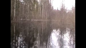 На болотоходе с р. Мошевица на оз. Сельдинское. Часть1