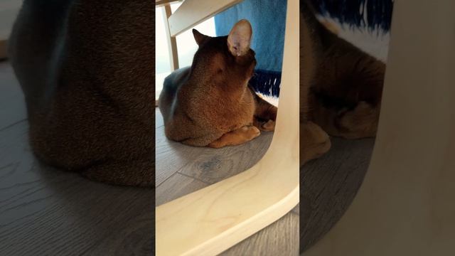 СВОЕНРАВНЫЙ КОТ ✨ #cat #умныйкот #dreams #кот #smartcat #животные #умныекоты #котики #умные