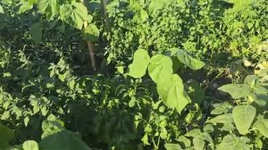 Перец Каптур и эксперимент с затенением из сорняка, 02.07.2024 год.