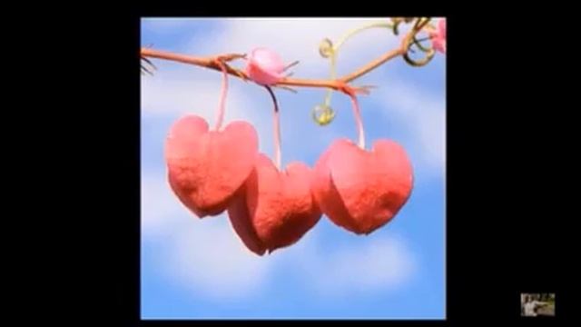 Запахло весной..., Стихи Марина Зорина 3, муз. и исп. #СамуилФрумович смотреть онлайн