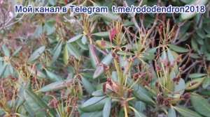 26 10 21г  ИСПРАВЛЕНО Пробежка по саду  Семена рододендронов и магнолии в саду