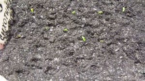 05.12.17г. Появилась плесень, что делать?