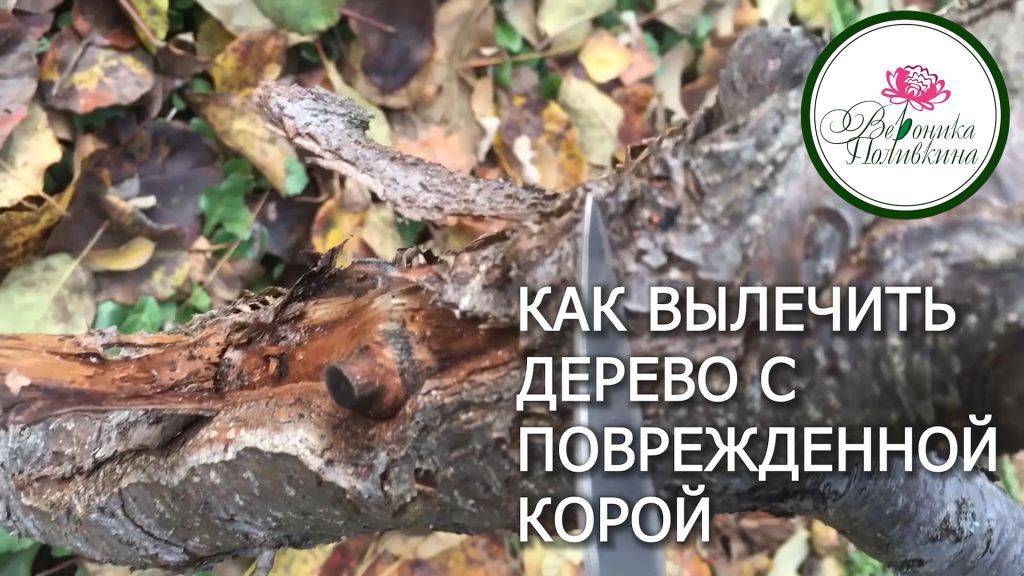 СПАЖАЕМ ДЕРЕВО С ПОВРЕЖДЕННОЙ КОРОЙ