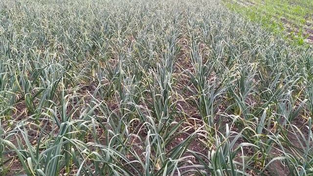Чим підживити часник після виламування стрілки для підвищення урожайності? Останнє підживлення. смотреть онлайн