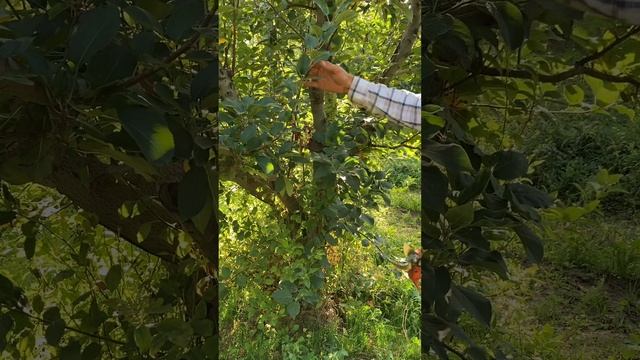 Обрезка на урожай вертикальных побегов на яблоне