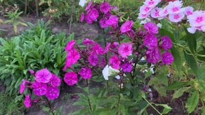 Обзор Флоксов