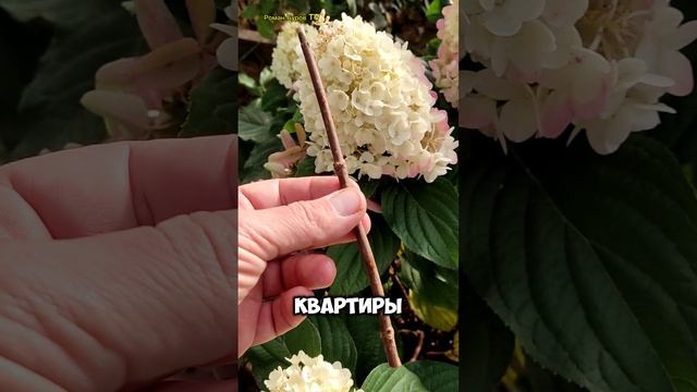 ❓ КАК СОХРАНИТЬ ЧЕРЕНКИ 🌱 МЕТЕЛЬЧАТОЙ ГОРТЕНЗИИ 🌺 ЗИМОЙ 🌨 В ДОМАШНИХ УСЛОВИЯХ 🏡