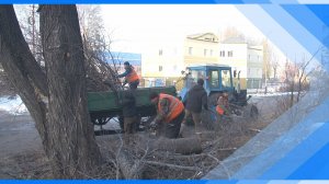 18.10.2024  В Киселевске продолжается сезонная опиловка деревьев