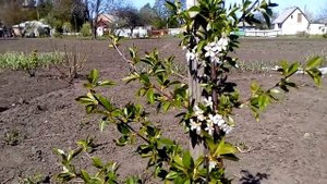 Вишня шалунья