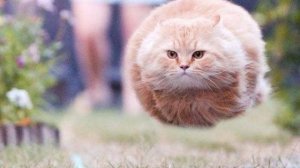 Роскомнадзор - дерьмо