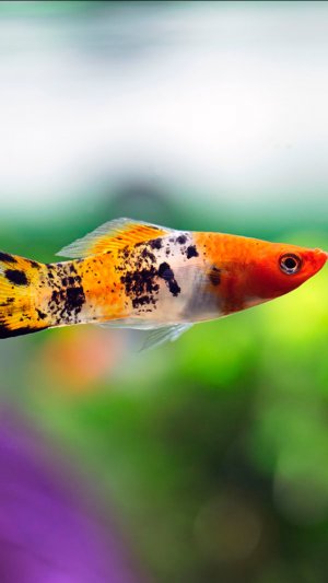 Новые рыбки в моем аквариуме