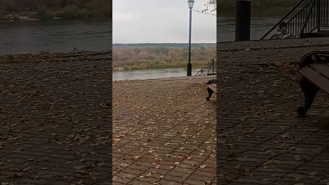 18.10.24.
г Таруса
Осень.