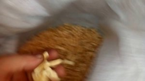 Пеллетная горелка. Про корзинки и пеллеты. Байки у теплой печки.