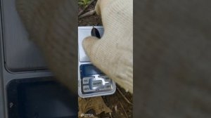 Виноград Аватар полностью готов на 18 сентября.