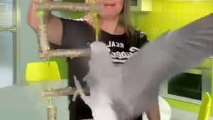 Лестница для птенцов попугая краснохвостого жако