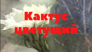 Кактус цветущий. Почему они цветут.