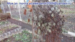 08 11 17г  Пробежка по саду  Предзимний сад