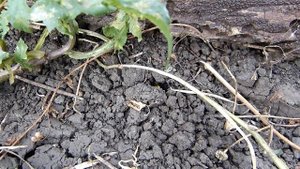 Сколия степная или сколия волосатая.