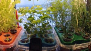 Гидропоника на подоконнике 3-я неделя